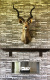 Фото Кирпич ригельный S.Anselmo Corso VTB Aqua, 500*50*40 мм
