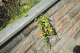 Фото Кирпич облицовочный Terca Veldbrand Exterieur, 208*98*63 мм