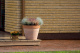 Фото Клинкерная брусчатка Penter Baltic Klinker Pavers Nuance, 250*60*52 мм